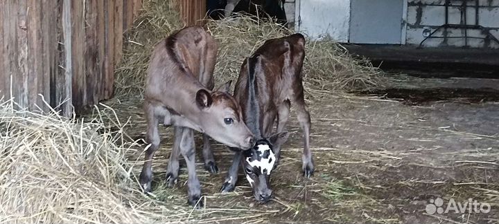 Бычок Джерси 75