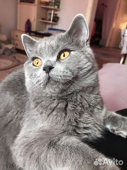Шотландский кот вязка