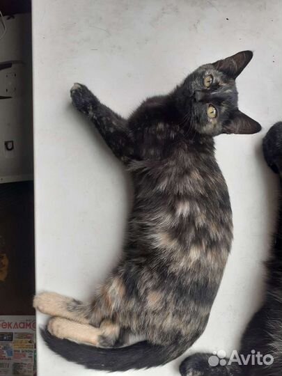 Молодые кошечки в добрые руки