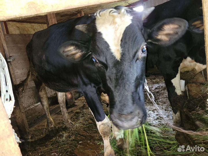 Быки на мясо живым весом