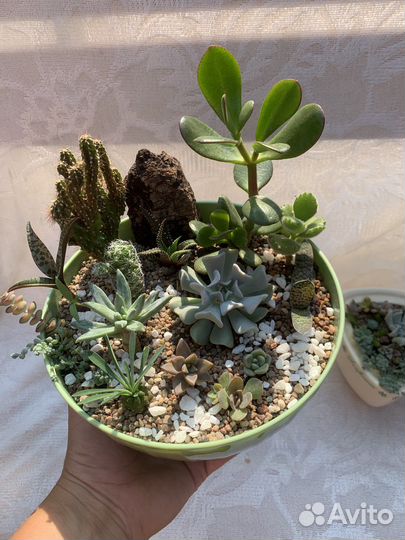 Кактусы и суккуленты, флорариум