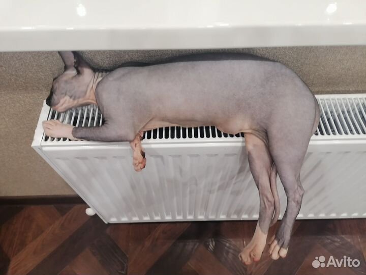 Канадский сфинкс вязка