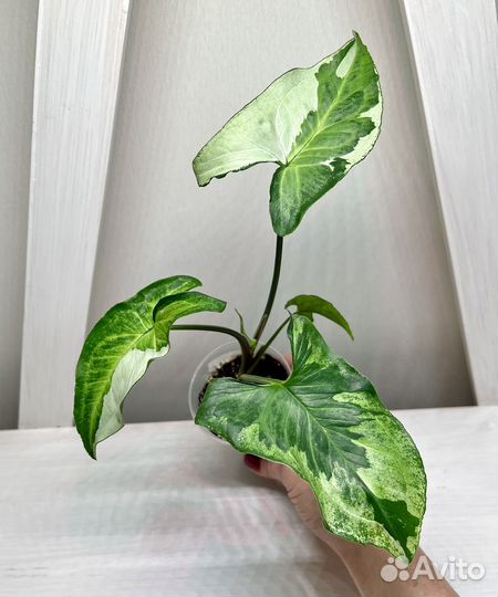 Сингониум Жаде