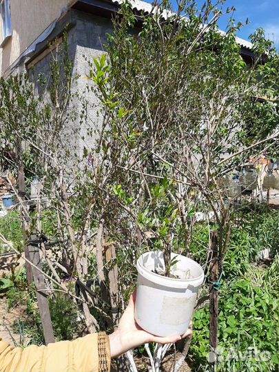 Гранат розовый сладкий