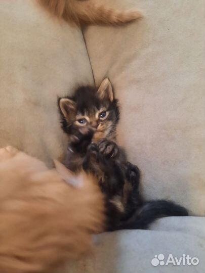 Котята от кошки мышеловки