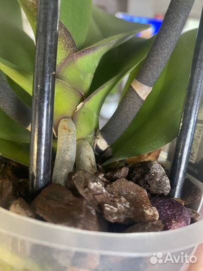 Орхидея фаленопсис бабочка