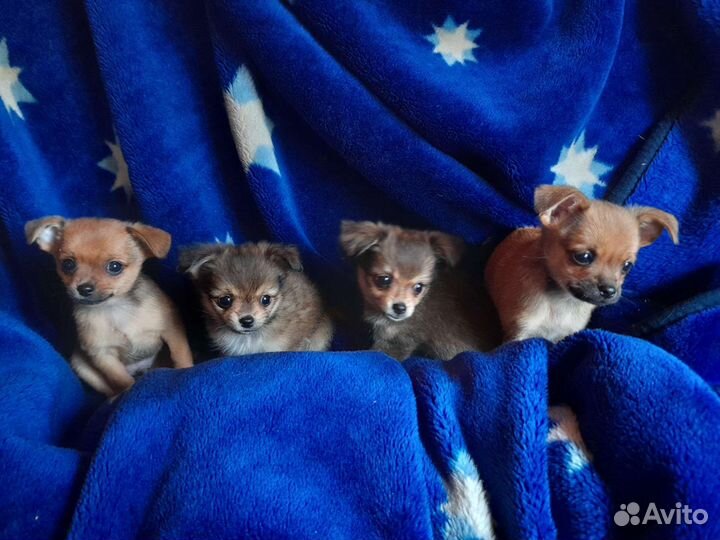 Чихуахуа и шпиц