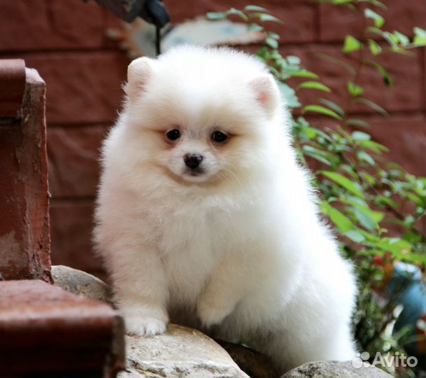 Щенок померанского шпица девочка