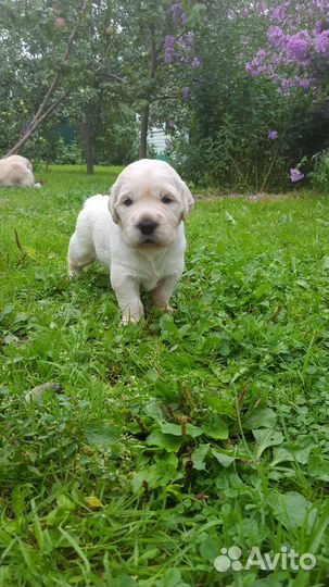 Щенок золотистого ретривера