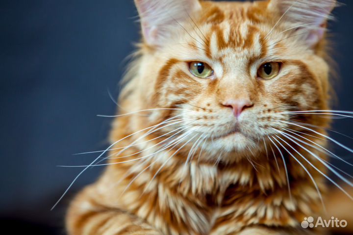 Мейн кун Вязка