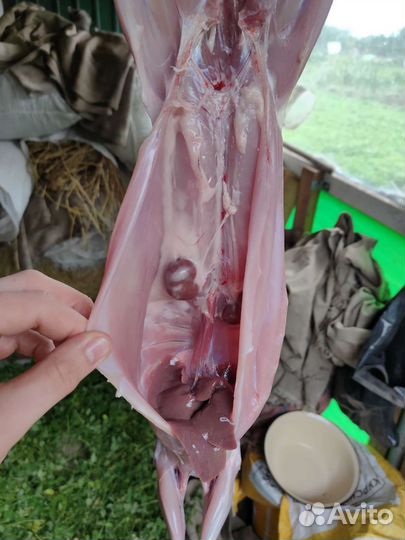 Мясо кролика