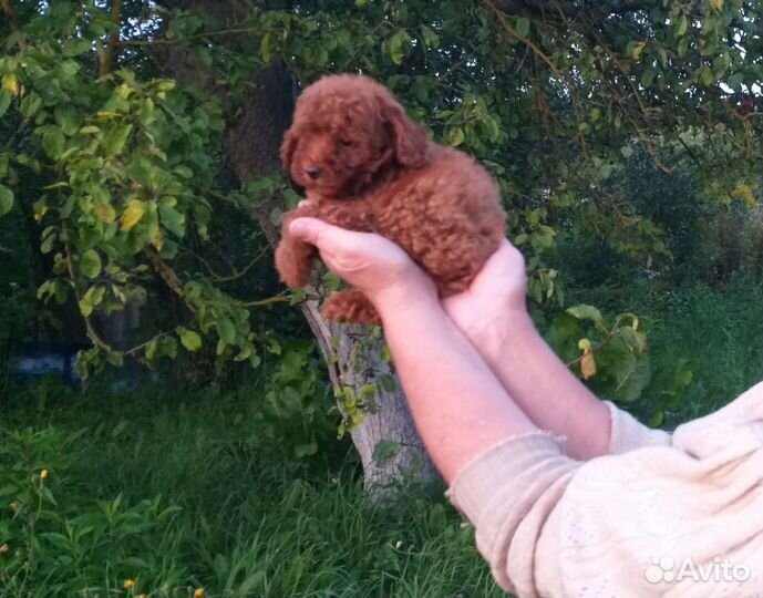 Той-пудель,красные малыши