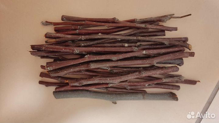 Свежие веточки яблони