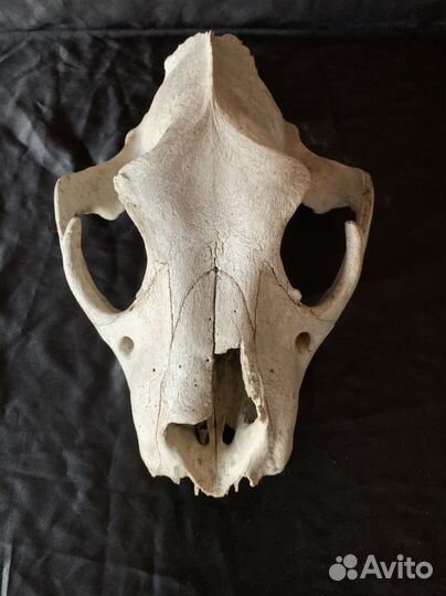 Череп древнего пещерного