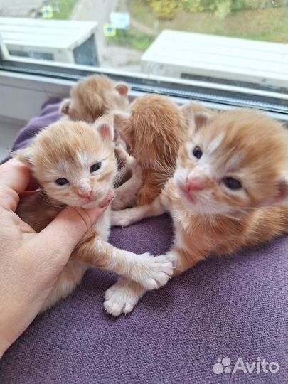 Котята мейн-кун