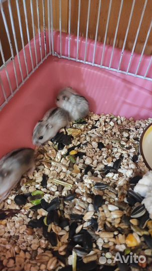 Джунгарский хомяк