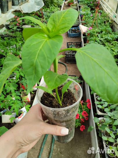 Рассада перца