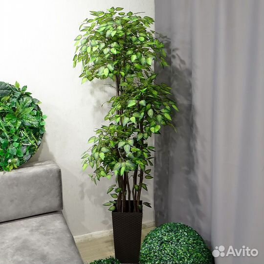 Искусственные деревья фикусы 