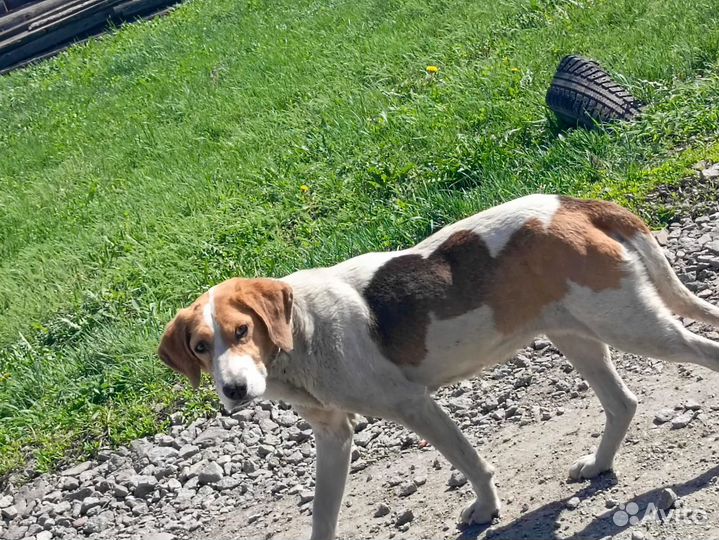 Русская пегая гончая