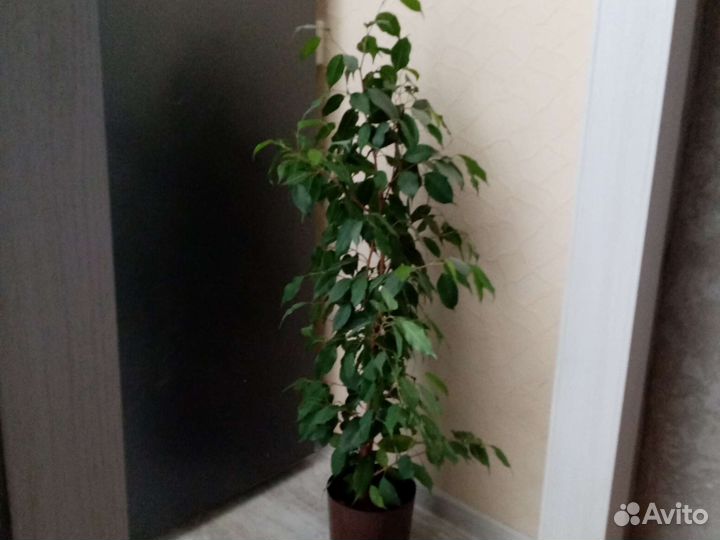 Фикус бенджамина плетеный