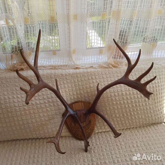 Рога оленя