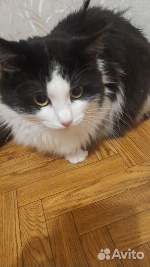Кошка в дар
