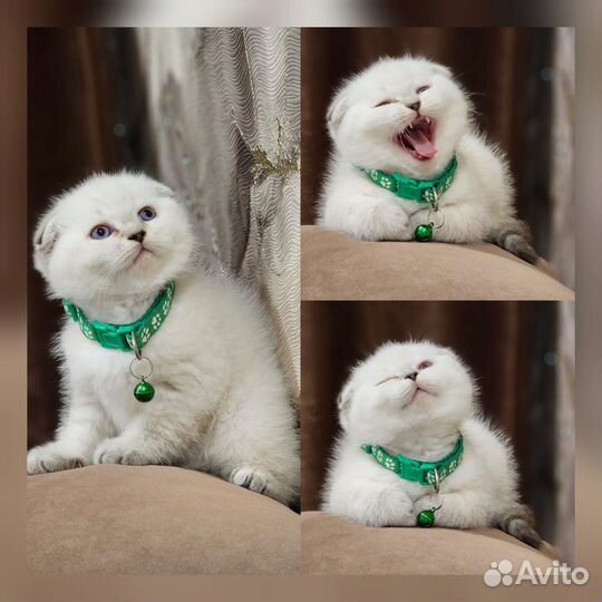 Шотландские котята