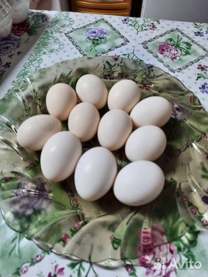 И/яйцо кур Кохинхин,Бентамка