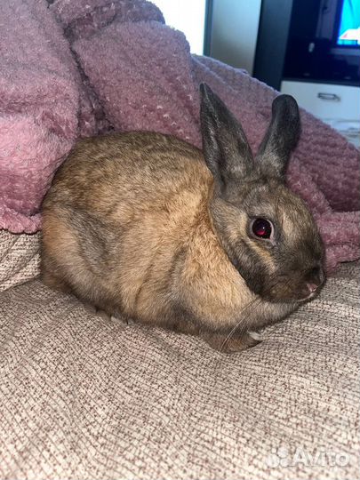 Декоративный кролик мальчик