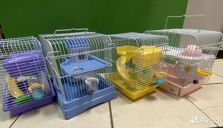 Хомяк сирийский, хомяк джунгарский