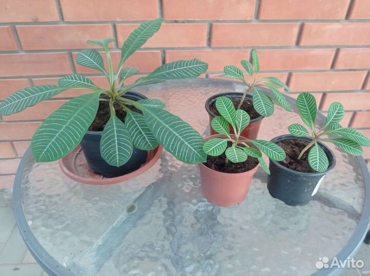 Молочай беложилковый