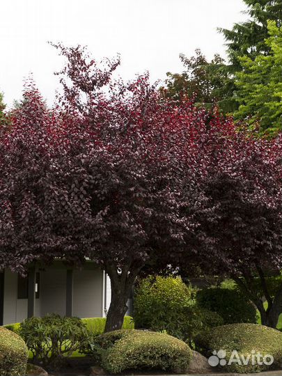 Черемуха краснолистная Шуберта