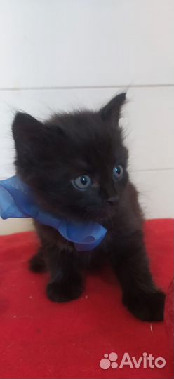 Котята маленькие пантеры