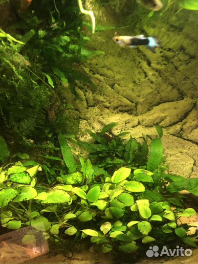 Нимфея, анубиас, криптокорина, валлиснерия