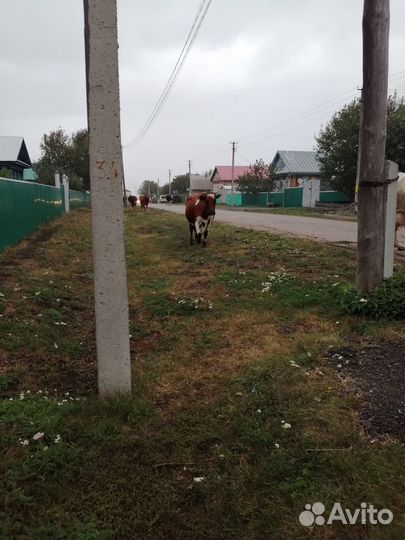 Корова дойная