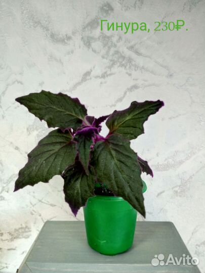 Традесканции, сингониум, сциндапсус