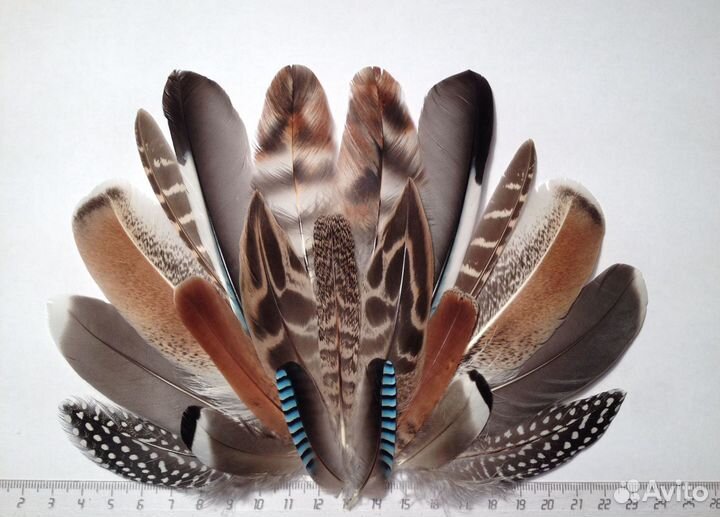 Перо для творчества