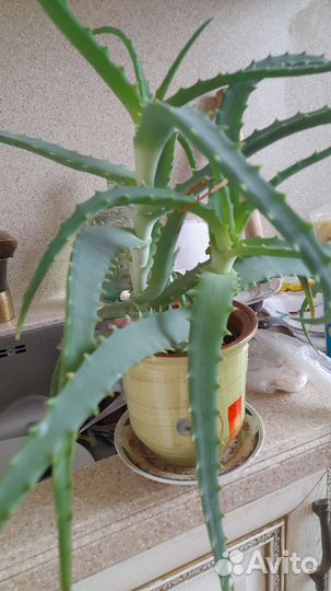 Алое вера, малочай,денежное дерево