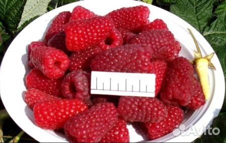 Малина традиционная и ремонтантная