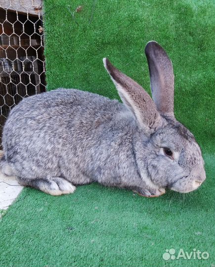 Кролики мясных пород великаны
