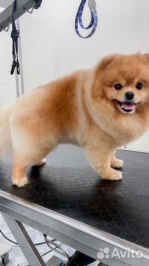 Стрижка собак,кошек