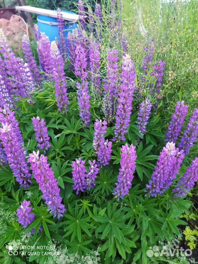 Многолетние садовые цветы