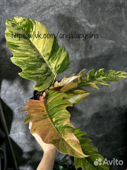 Филодендрон карамель марбл вар