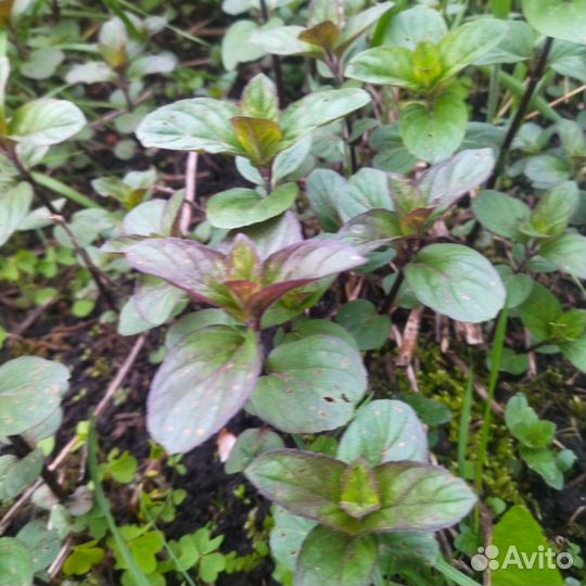 Рассада мяты