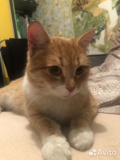 Котик ищет дом