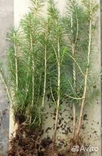 Саженцы елки