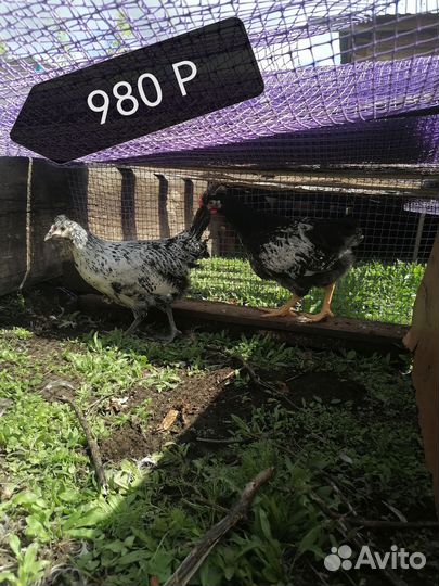 Куры И брама цыплята