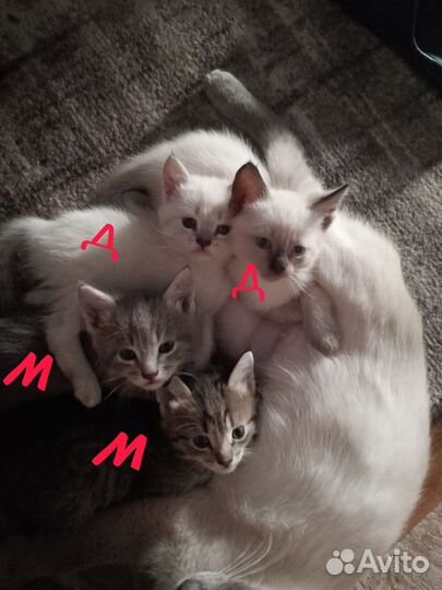 Очаровательные котята ищут дом