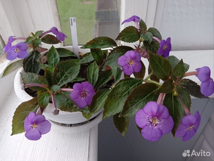 Ахименесы сорт Electra