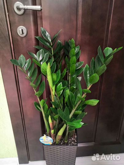 Замиокулькас в интерьерном горшке высота 90-100